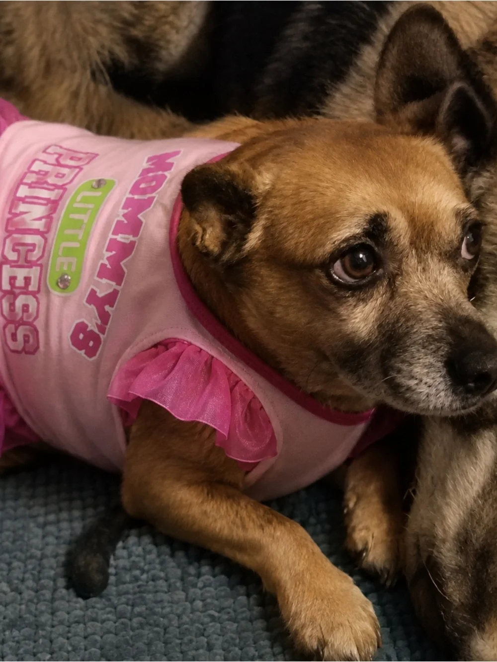 Glamour to the Bone Mommy’s Little Princess Dog Dress S